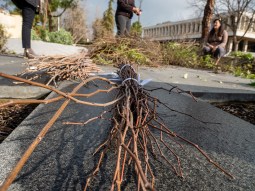 A bundle of sticks laying on the ground