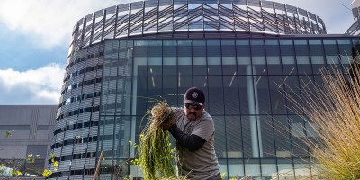 Man pulls a bundle of native plants from the ground in front of the library