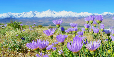 snowy mountains and field of flowers